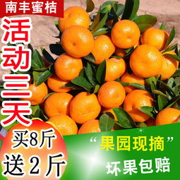 應季蜜桔正當時 從薄皮小紅蜜到經典沙糖桔，新鮮水果批發指南